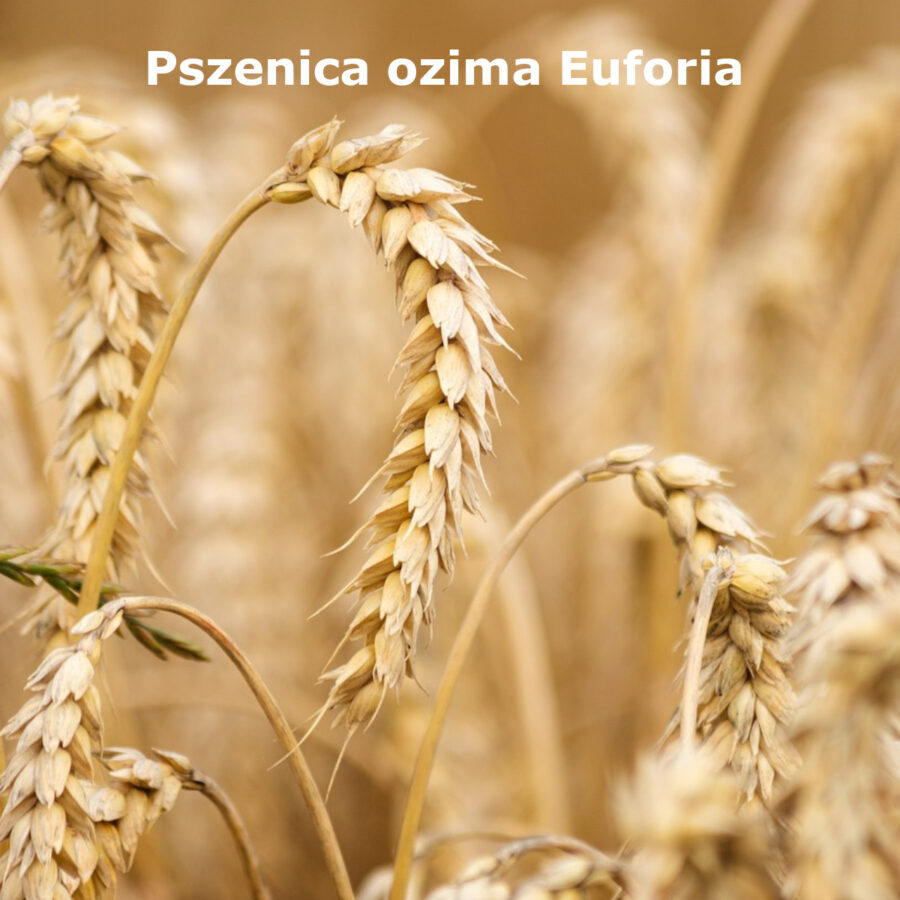 pszenica Pszenica ozima Euforia worek 25kg C/1