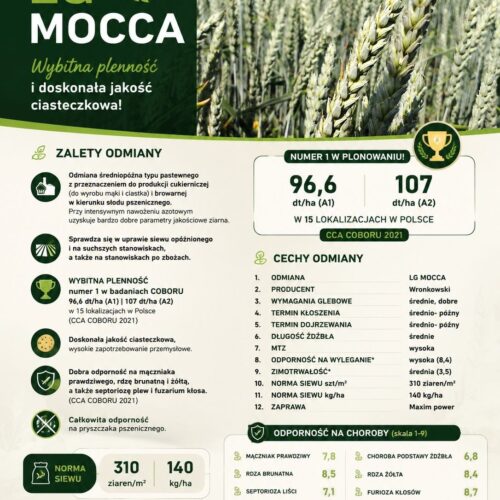 Ikonka Lg mocca PSZENICA OZIMA MOCCA LG 50kg Wronkowski (Idealna dla młynów do produkcji mąki)