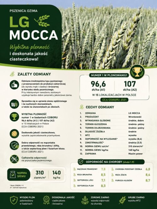 PSZENICA OZIMA MOCCA LG 50kg Wronkowski (Idealna dla młynów do produkcji mąki)