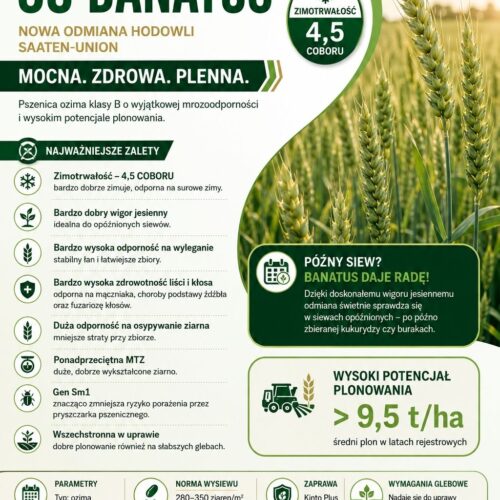 Ikonka Su banatus PSZENICA OZIMA BANATUS SAATEN UNION (Mrozoodporność,Odporność na wyleganie) 50kg
