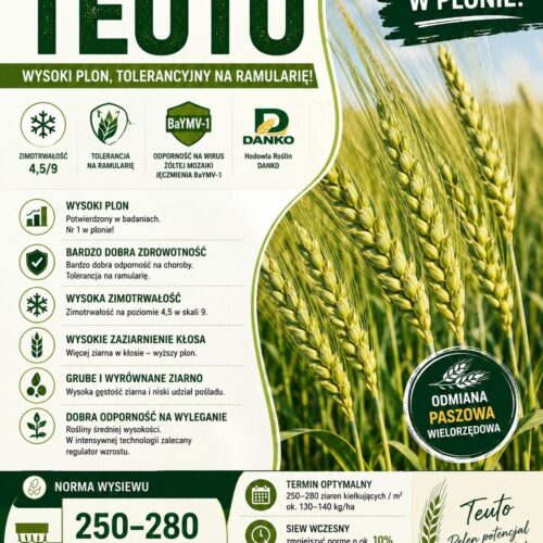 Ikonka Teuto JĘCZMIEŃ OZIMY TEUTO WYSOKI PLON,ZDROWY ŁAN,GRUBE ZIARNO 1j.(800tys.nasion)