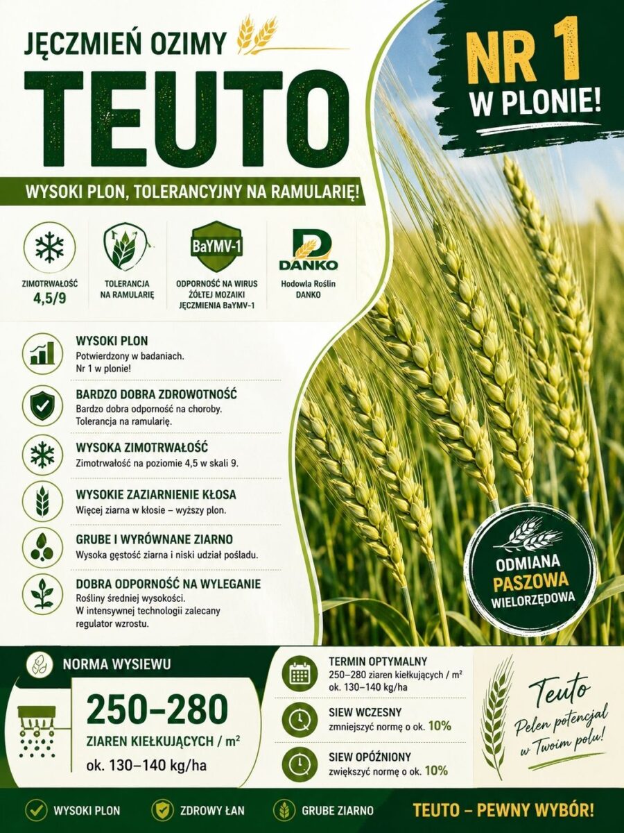 Ikonka Teuto JĘCZMIEŃ OZIMY TEUTO WYSOKI PLON,ZDROWY ŁAN,GRUBE ZIARNO 1j.(800tys.nasion)